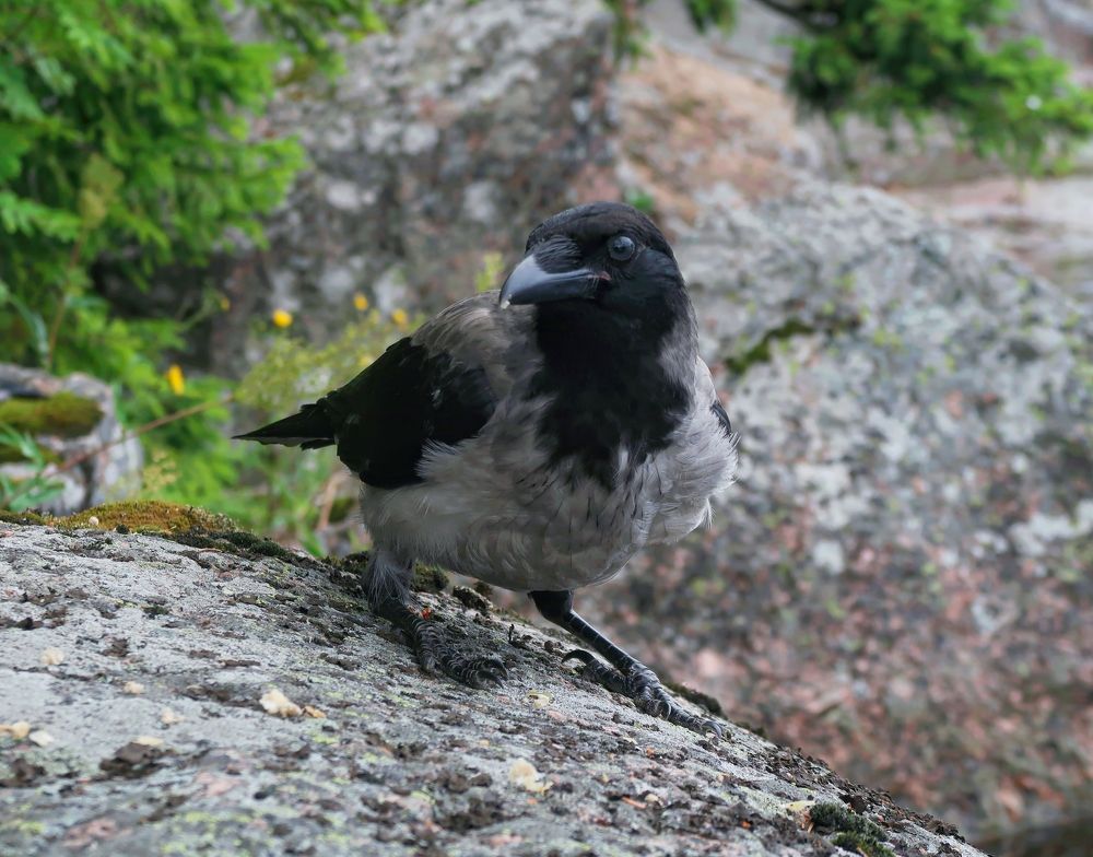 Photograph by Dark Ambient