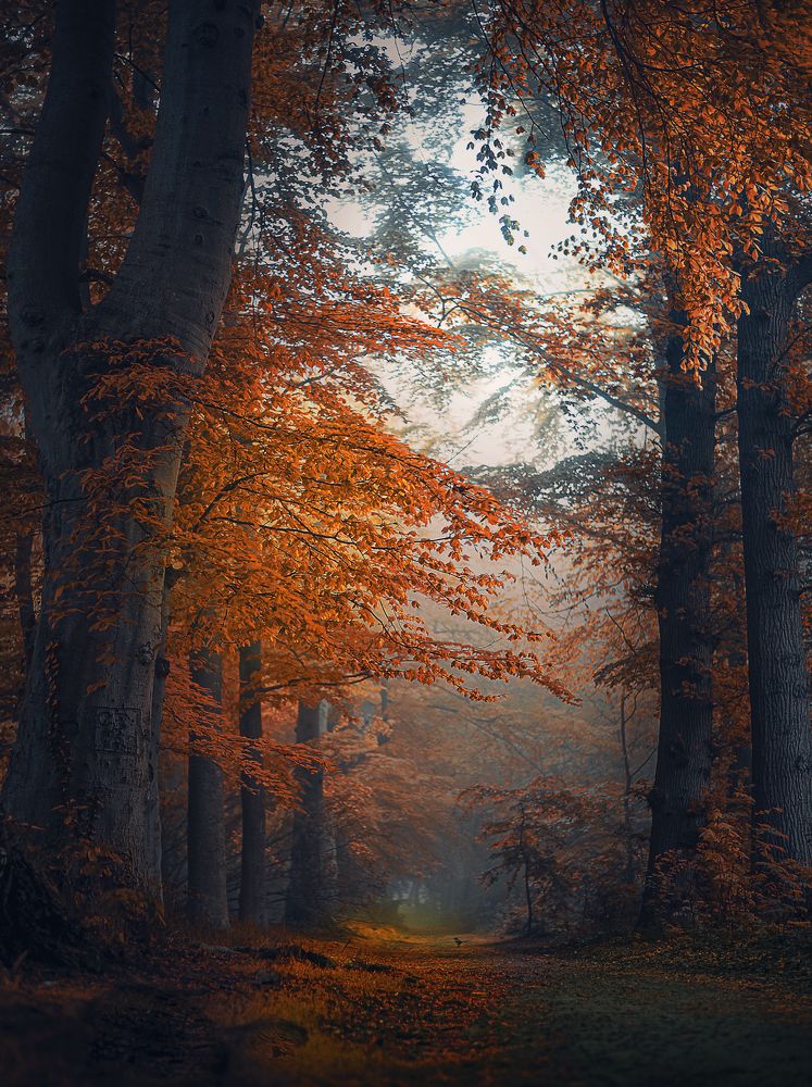 Фотография автора Leompescu Emanuel