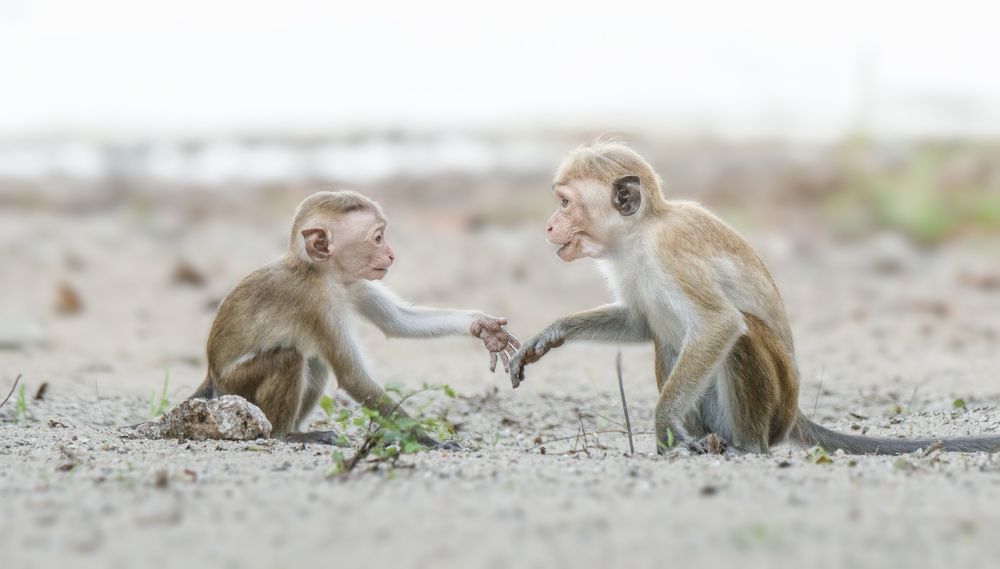 Photograph by Mohamed Raseem