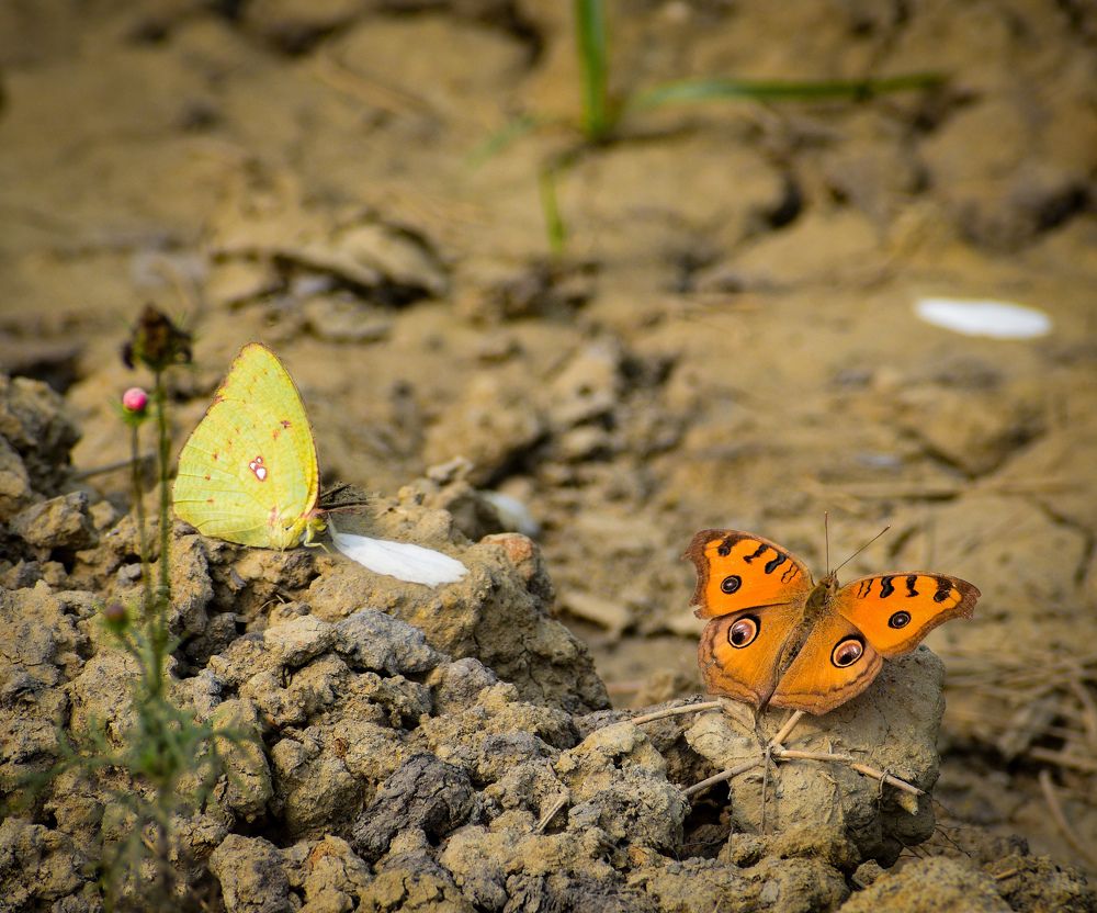 Photograph by Shreya Roy