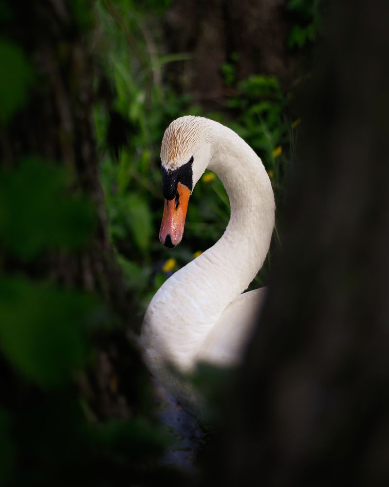 Photograph by Маргарита Дубаневич