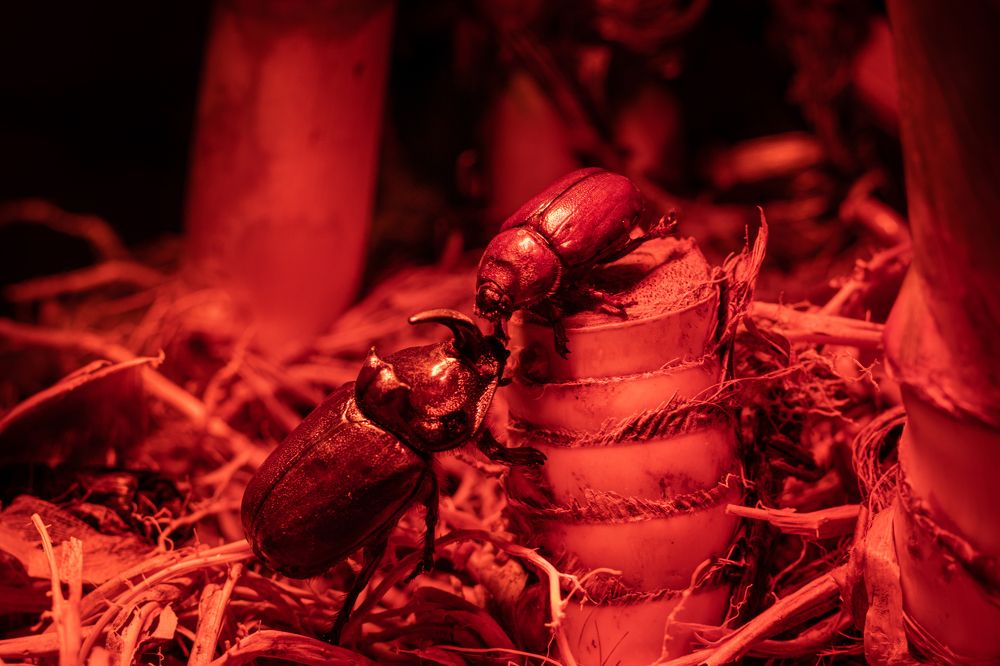 Photograph by Elena Mingazova