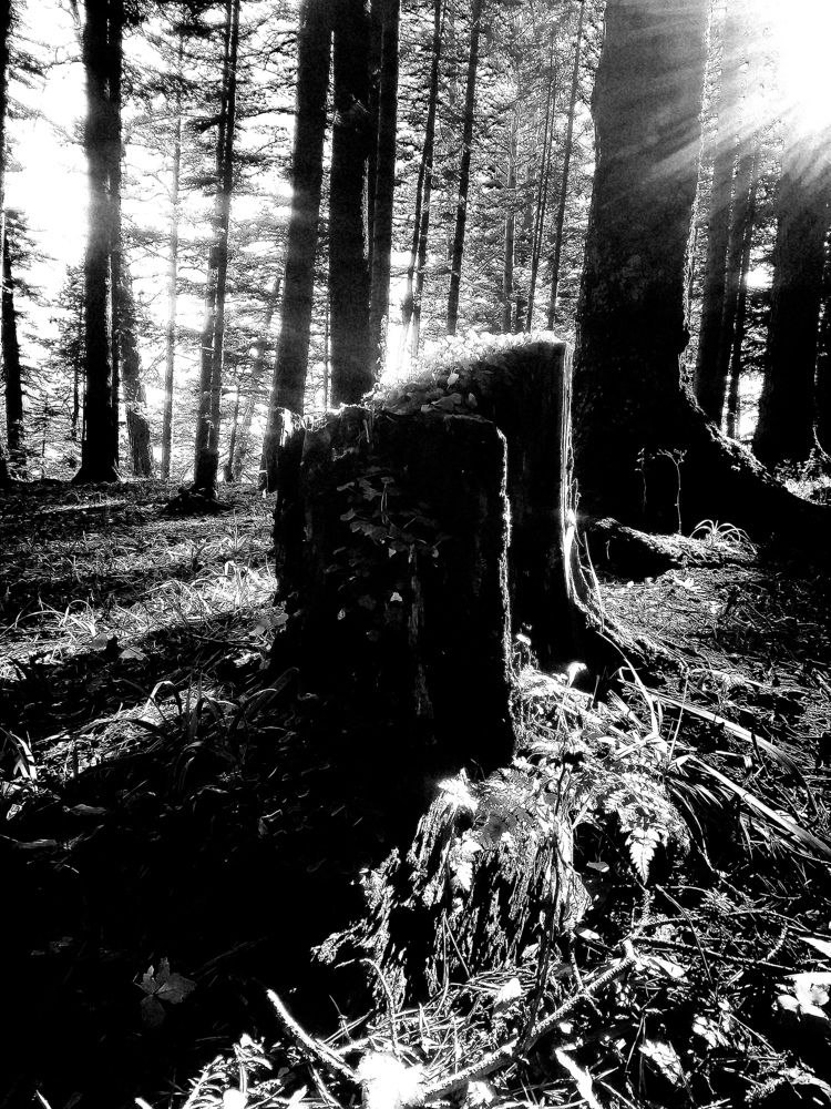 Фотография автора OXANA MARSOVA