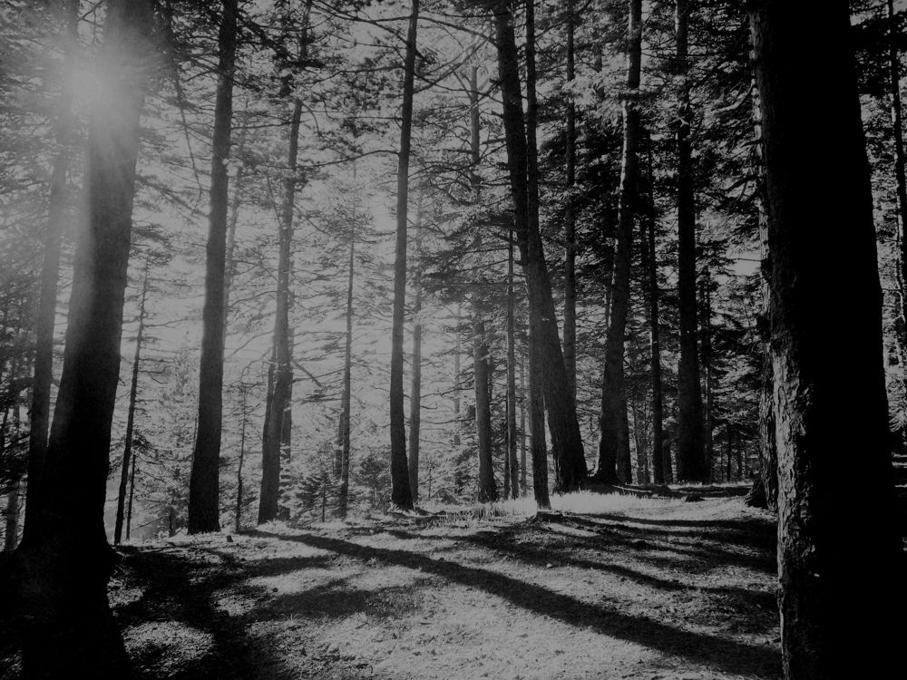 Фотография автора OXANA MARSOVA