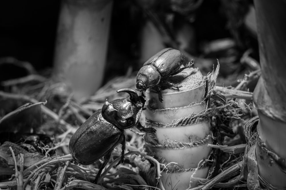 Photograph by Elena Mingazova