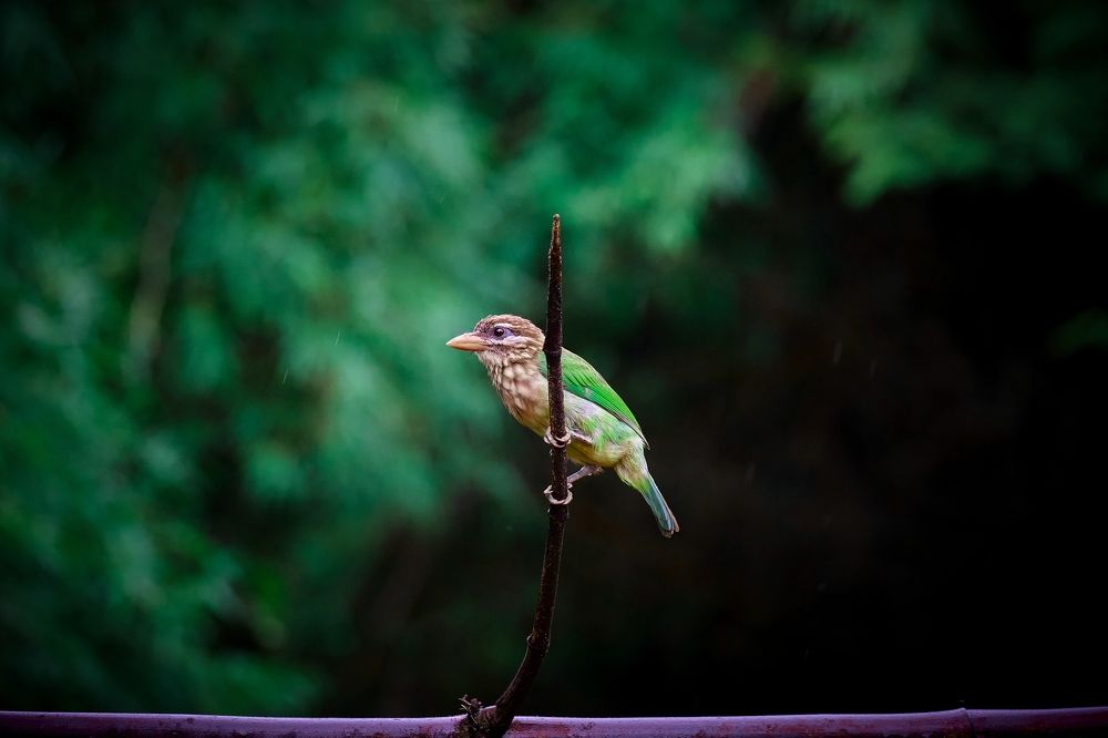 Photograph by Vijay Krishna