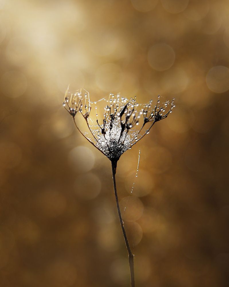 Photograph by Елена Кондратьева