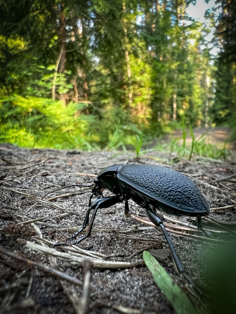 Лесной житель