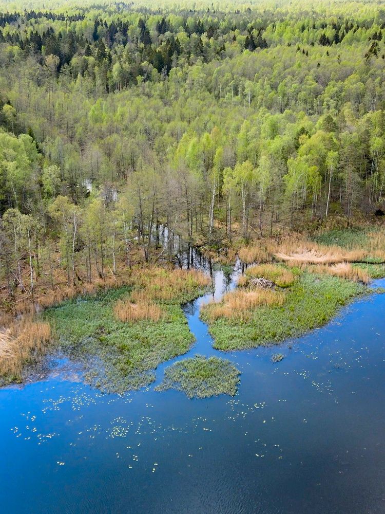 Лесное озеро