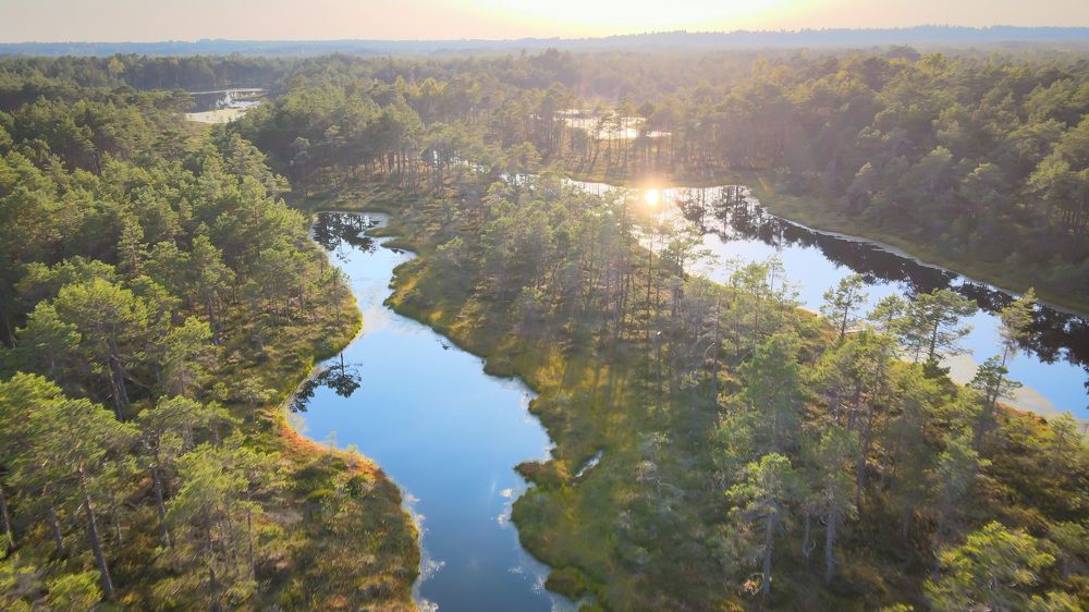 Прелесть болот
