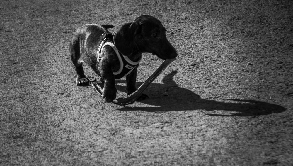 Photograph by Ernest Spiteri Gonzi