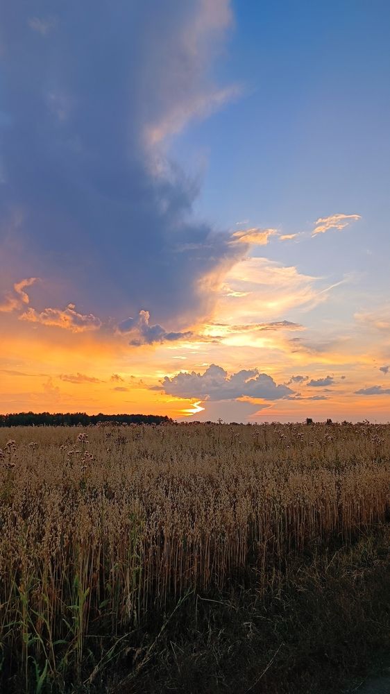 Полёт Жар-птицы