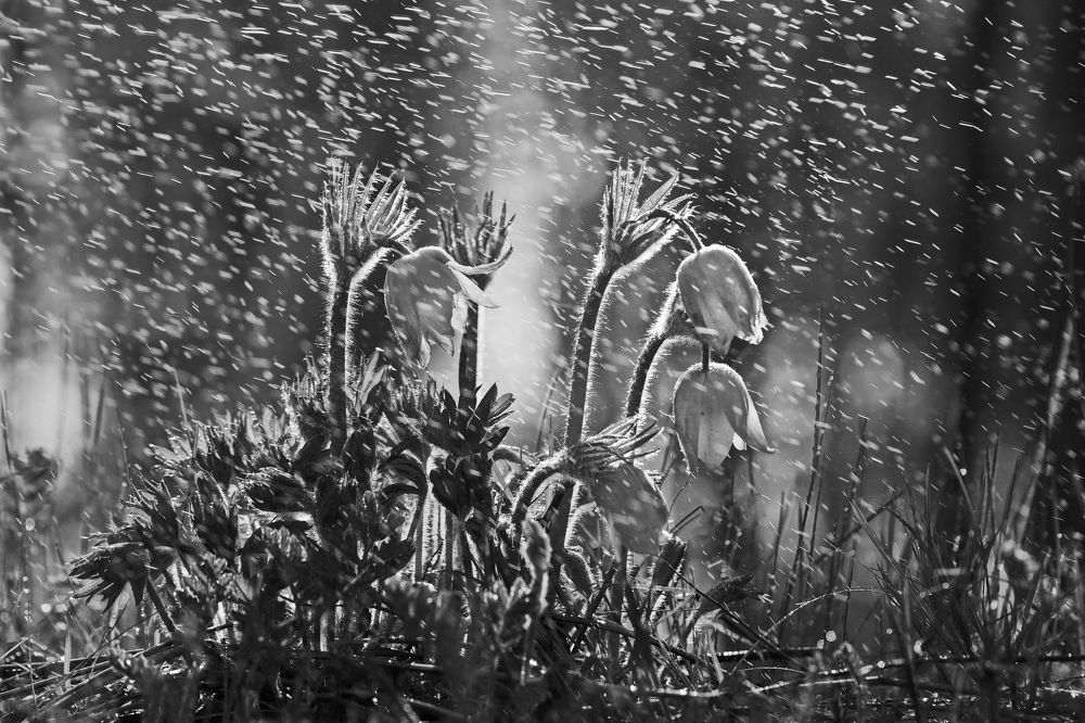 Photograph by Александр Попов