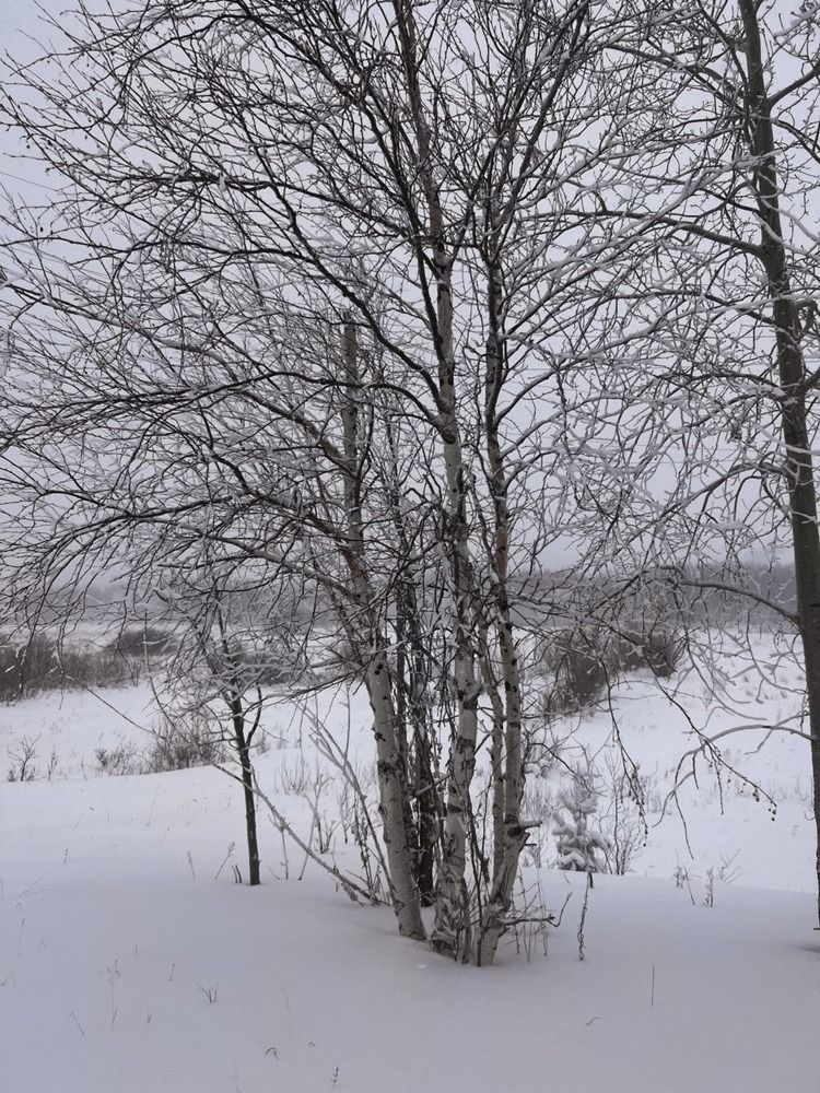 Photograph by Елена Мусина