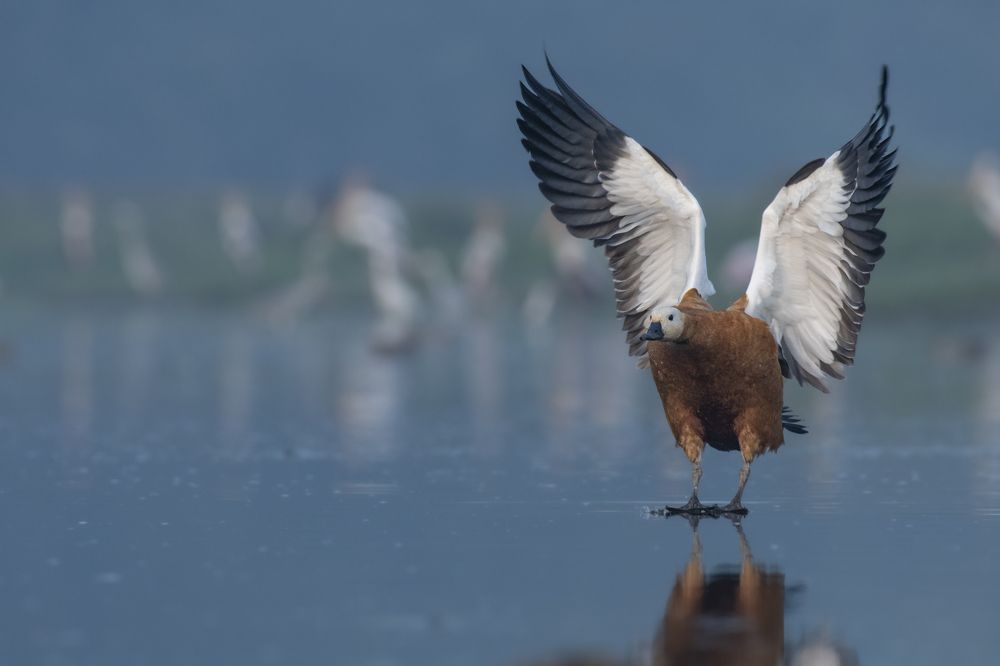 Photograph by Suman Paul