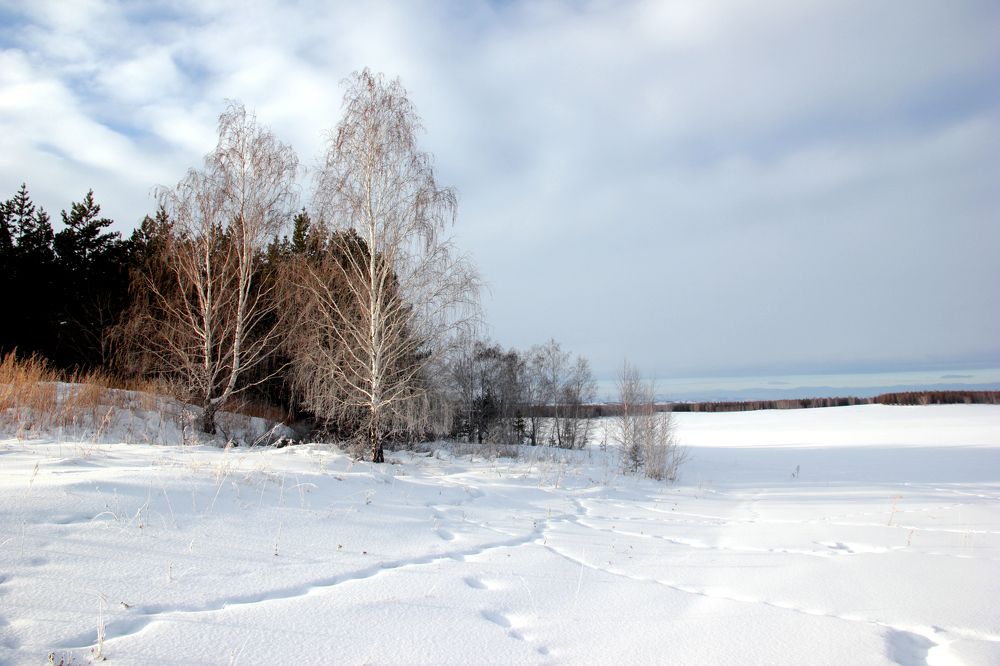 Заячьи тропы