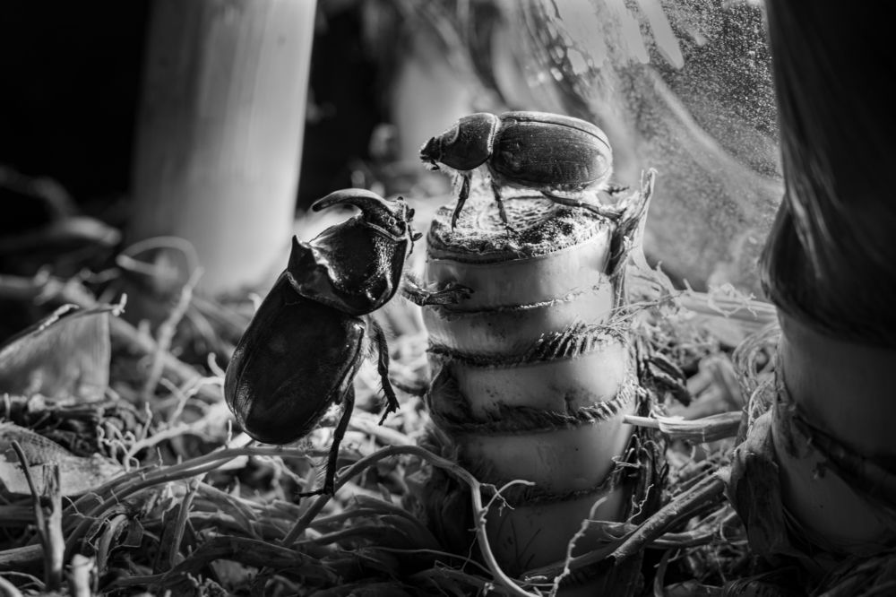 Photograph by Elena Mingazova