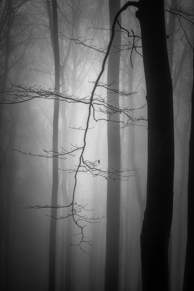 Photograph by Pavlasek Tom