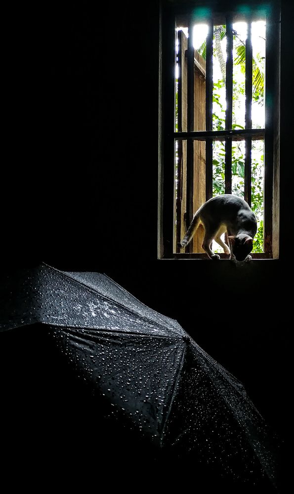 Фотография автора Abhitha