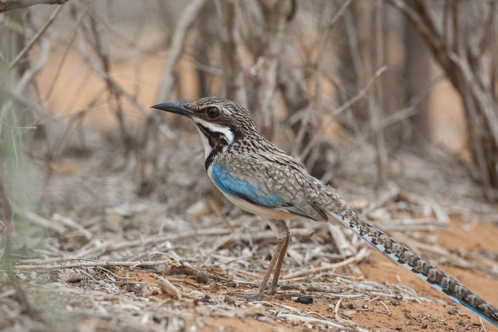 Фотография автора Oskars Smelins