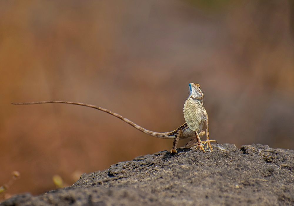A graceful male with fan