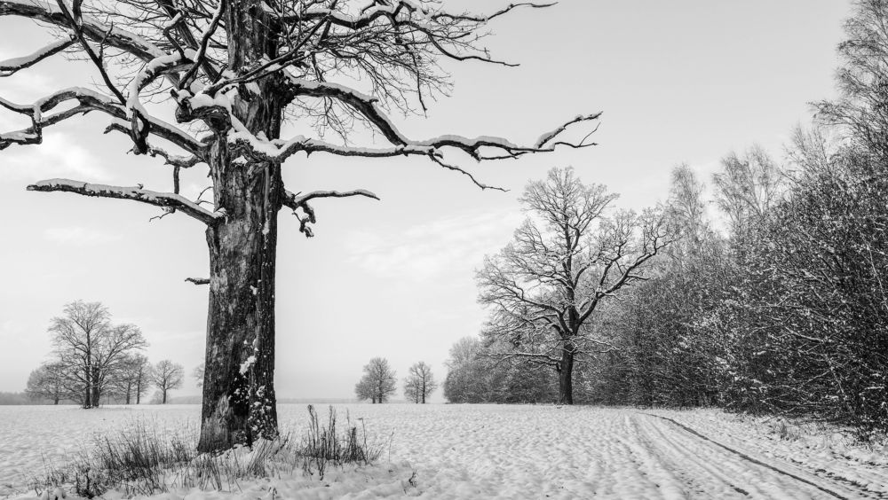 Фотография автора Александр Буренко