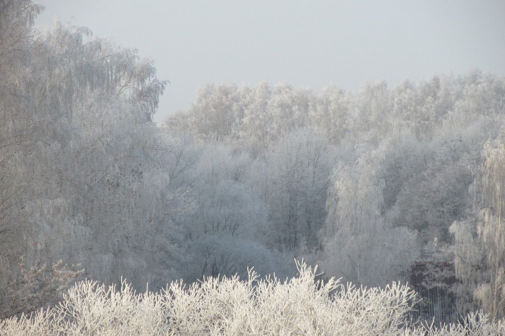 Photo #8581877