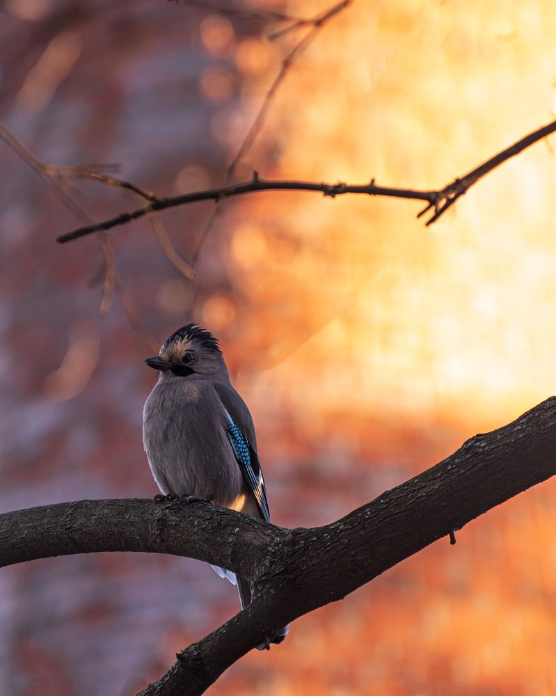 Теплая зима сойки