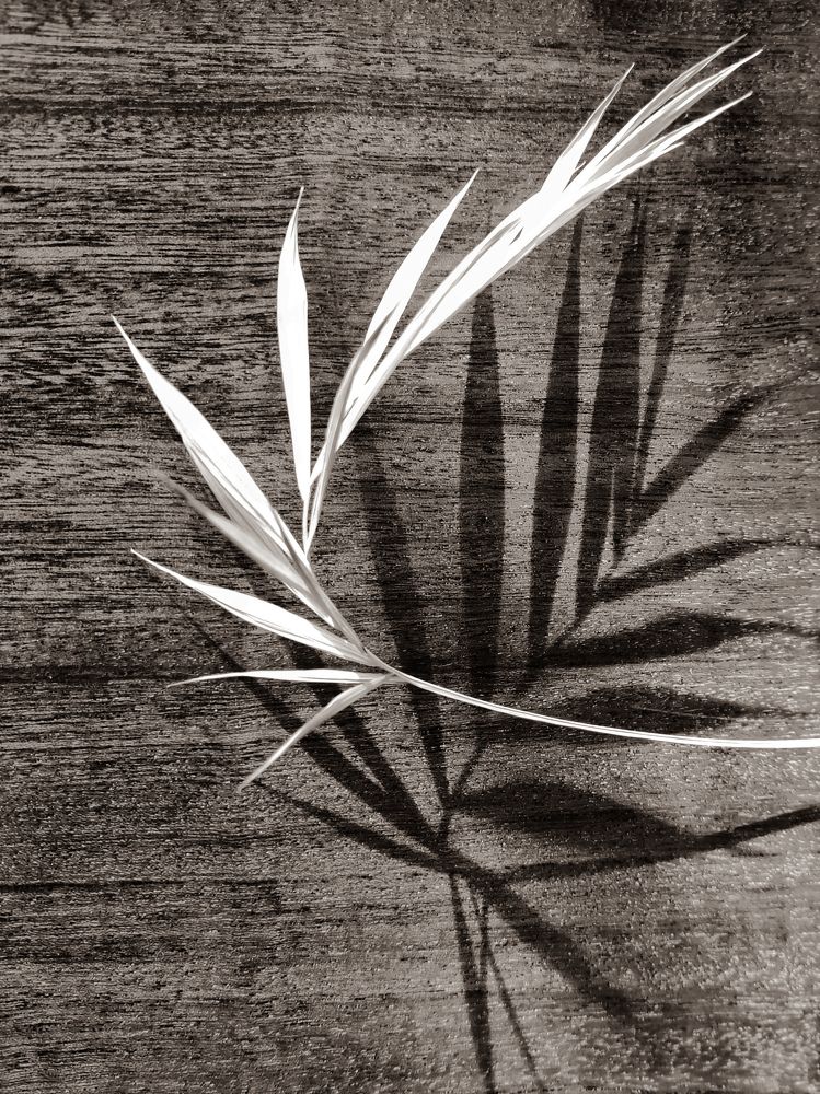 Пальмовый лист