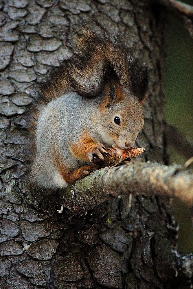 Photograph by Вячеслав Ригачин