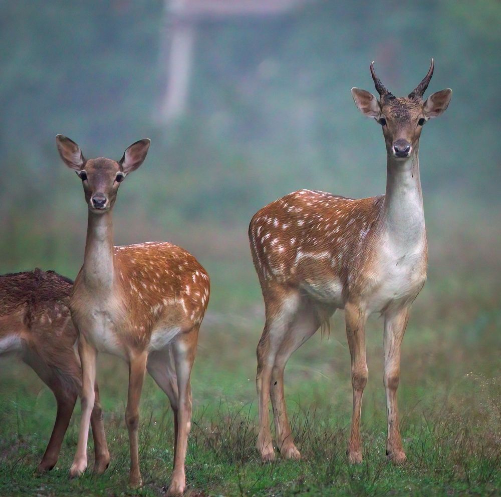 Фотография автора Sebastian Popa