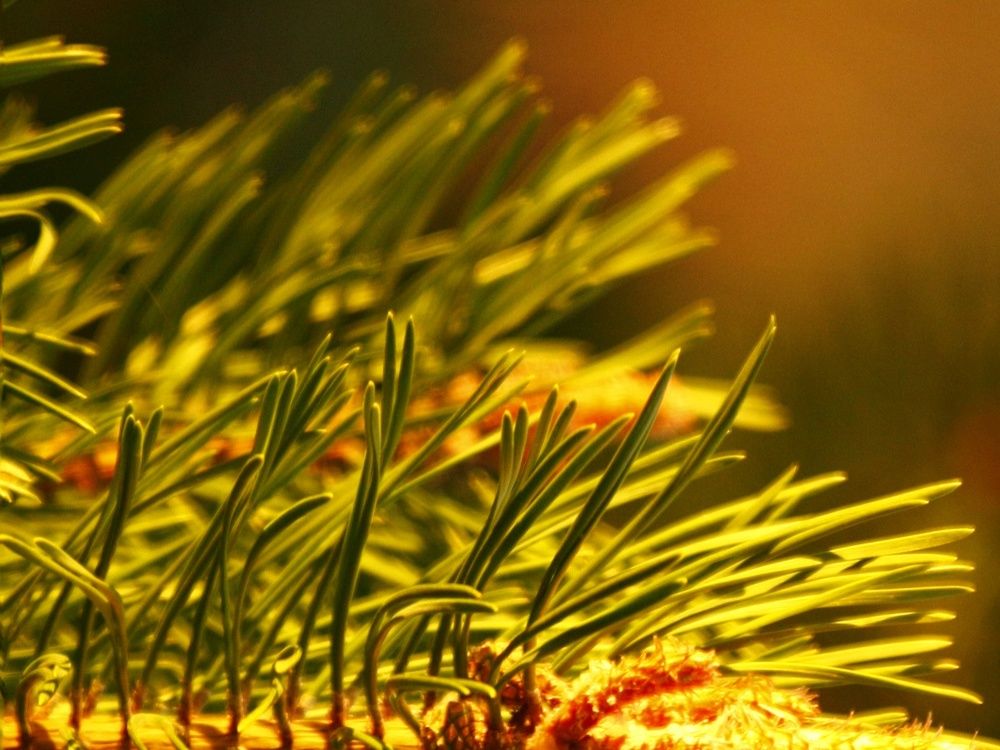 Photograph by Вячеслав Ригачин