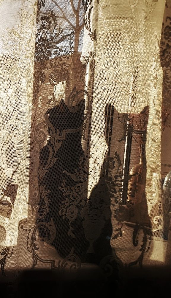 Буся и его тень