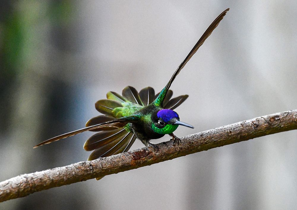 Photograph by Ricardo Ubico