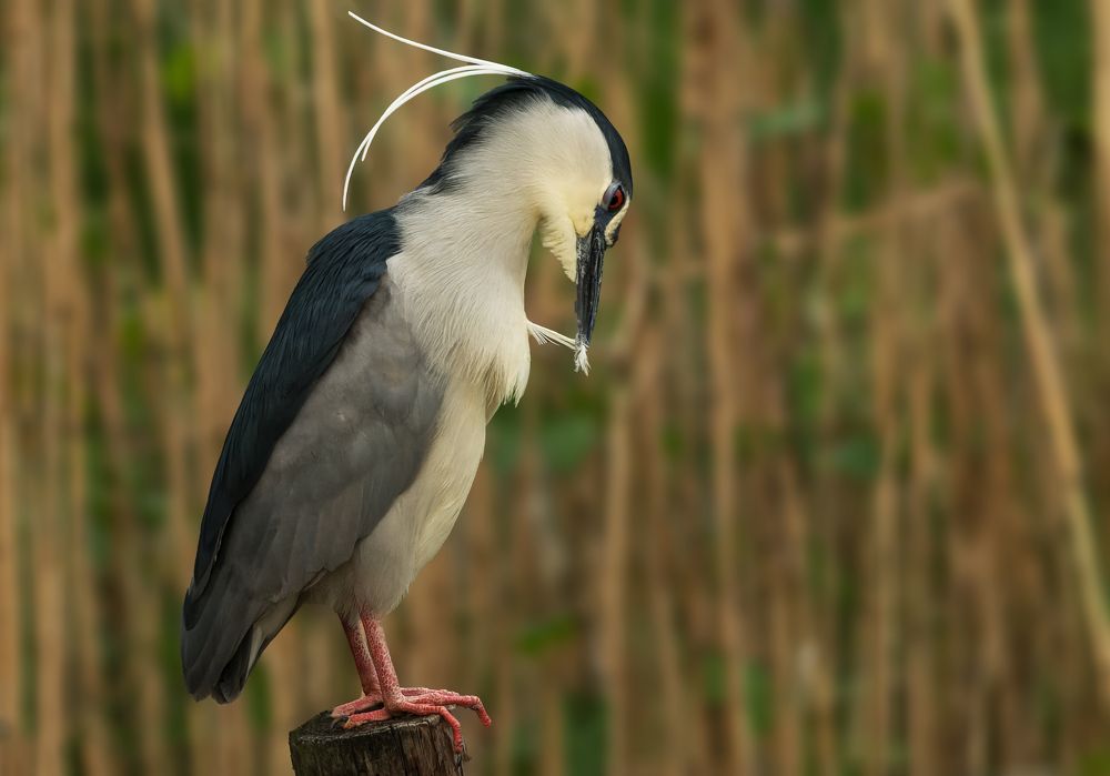 Photograph by Wendy Vanhoudt