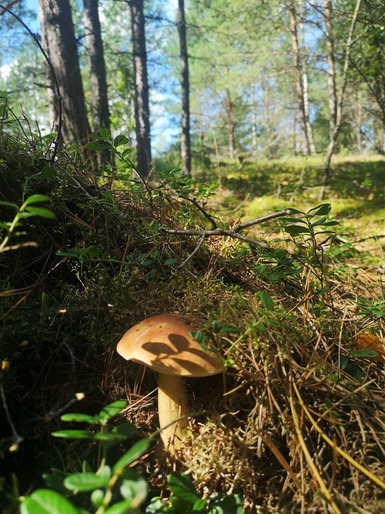 Photograph by Екатерина Борисовна Кузьмина