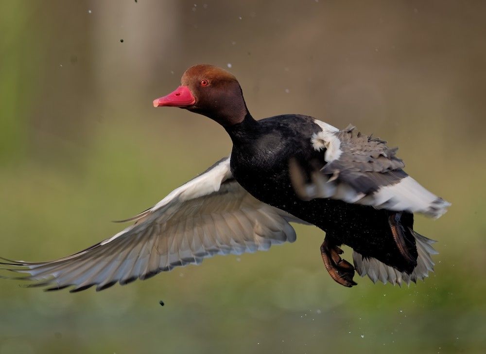 Photograph by Sartaj Singh Bamrah