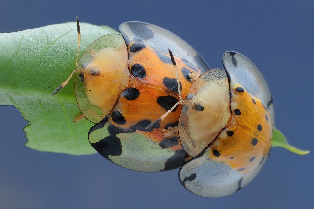 Photograph by Chen-You Li