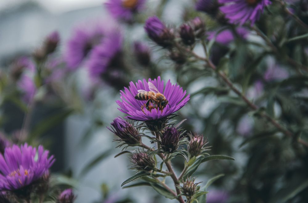 Пчёл - Большой полосатый мух!