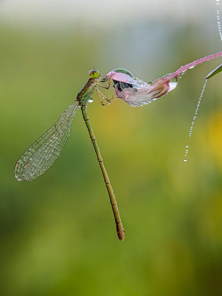 Photograph by Md Raihan