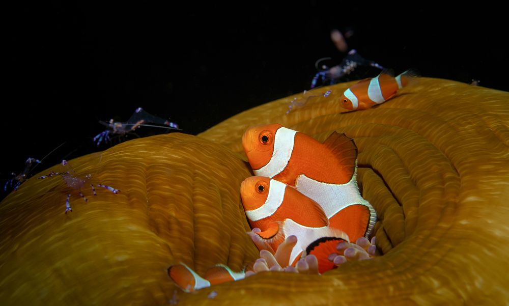 Миром правят клоуны...