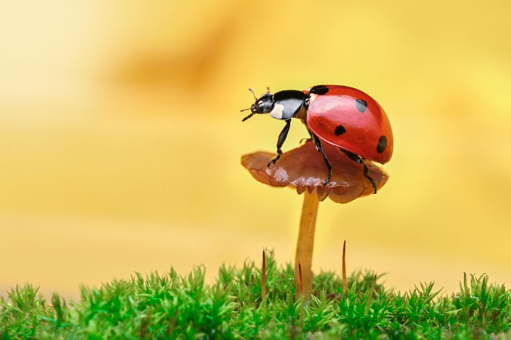 Photograph by Ganev Tsvetan