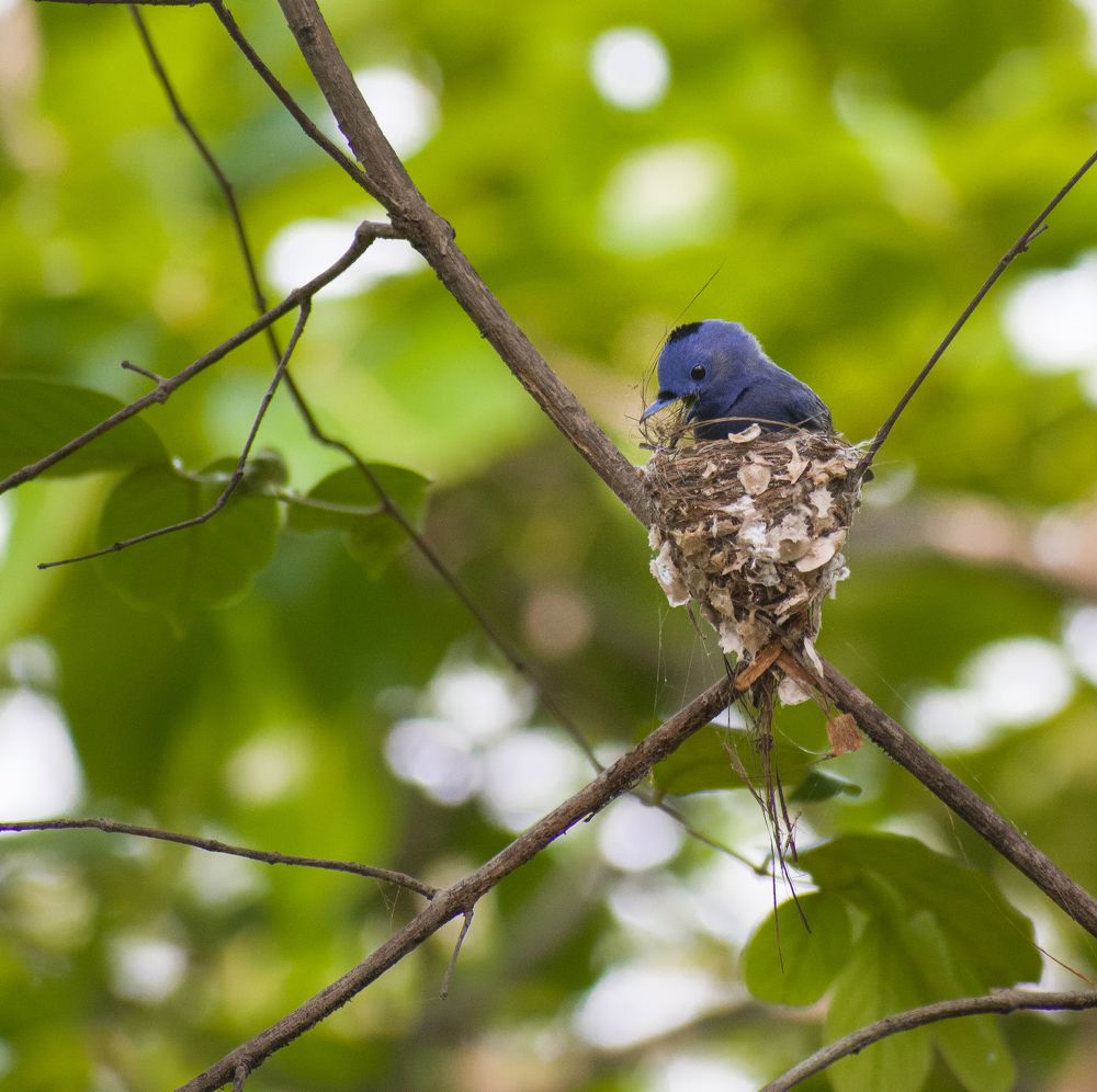 Фотография автора Nirnay Acharya
