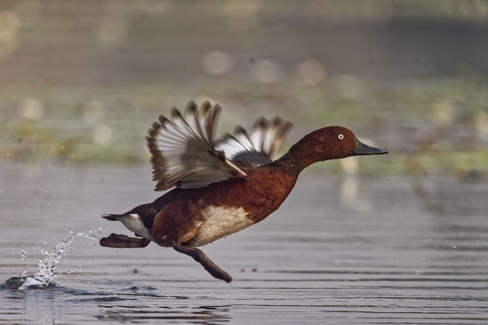 Photograph by Sartaj Singh Bamrah