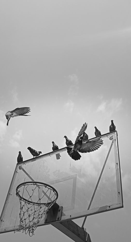 Photo #8583766