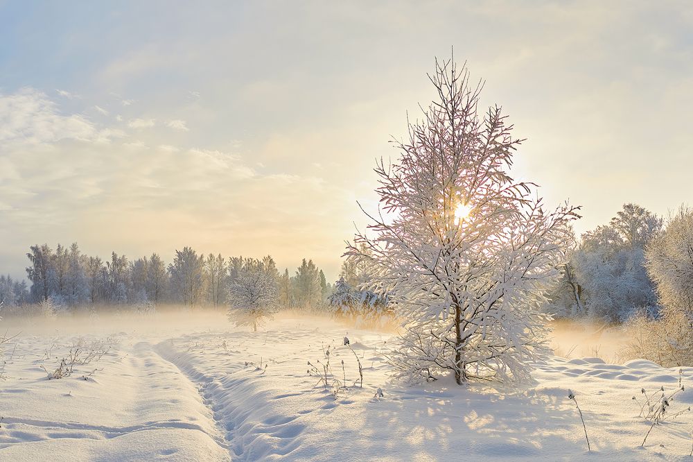 Зимний туман