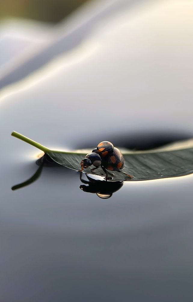 Photograph by Rita Gildman