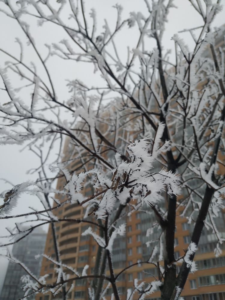 Photo #8584325