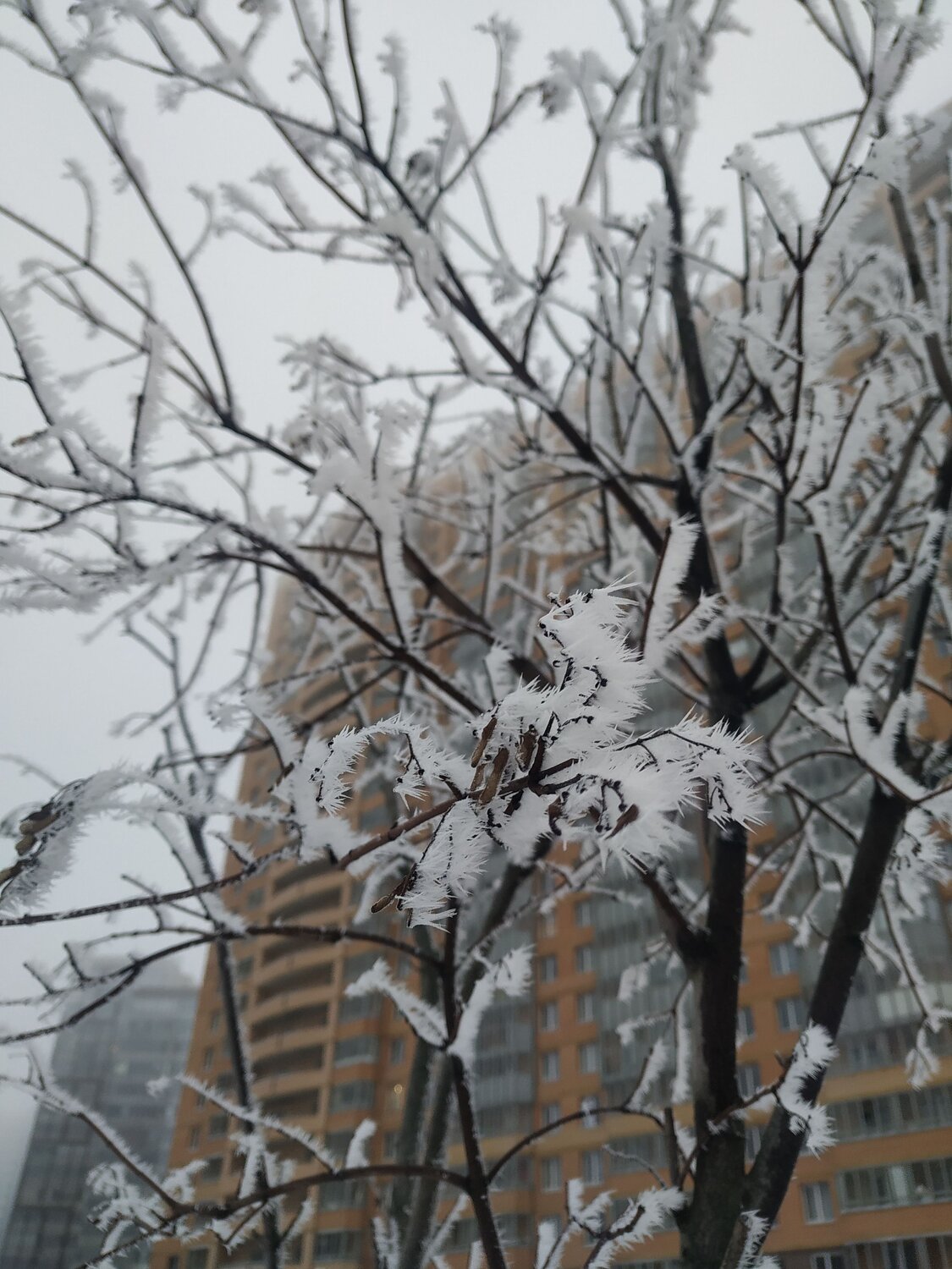 Photo #8584325