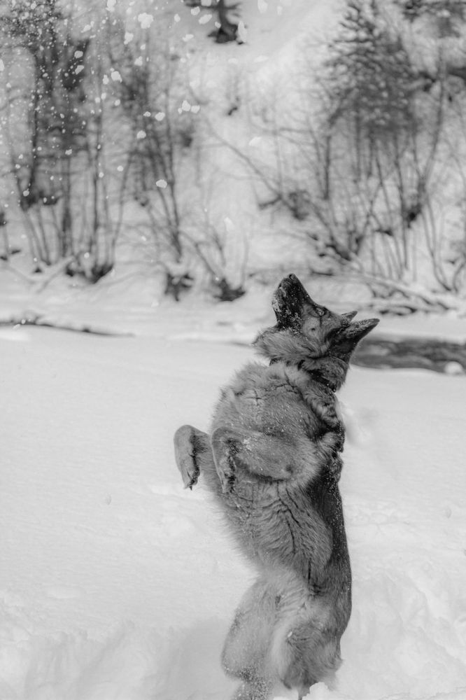 Photograph by Ронжин Дмитрий